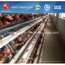 Cages de volaille Silver Star Automatic Farm Poultry